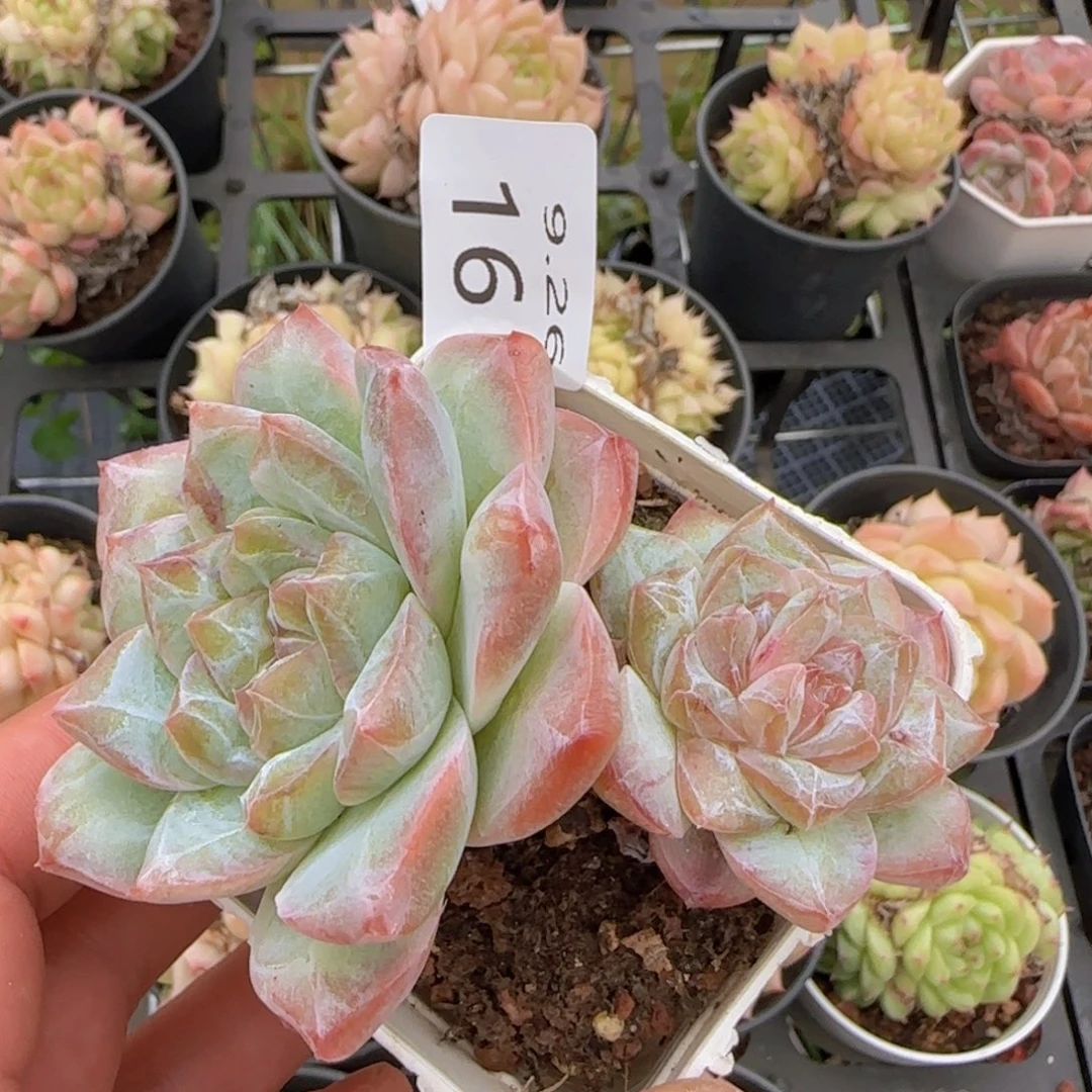 粉钻老桩一颗脱土发货