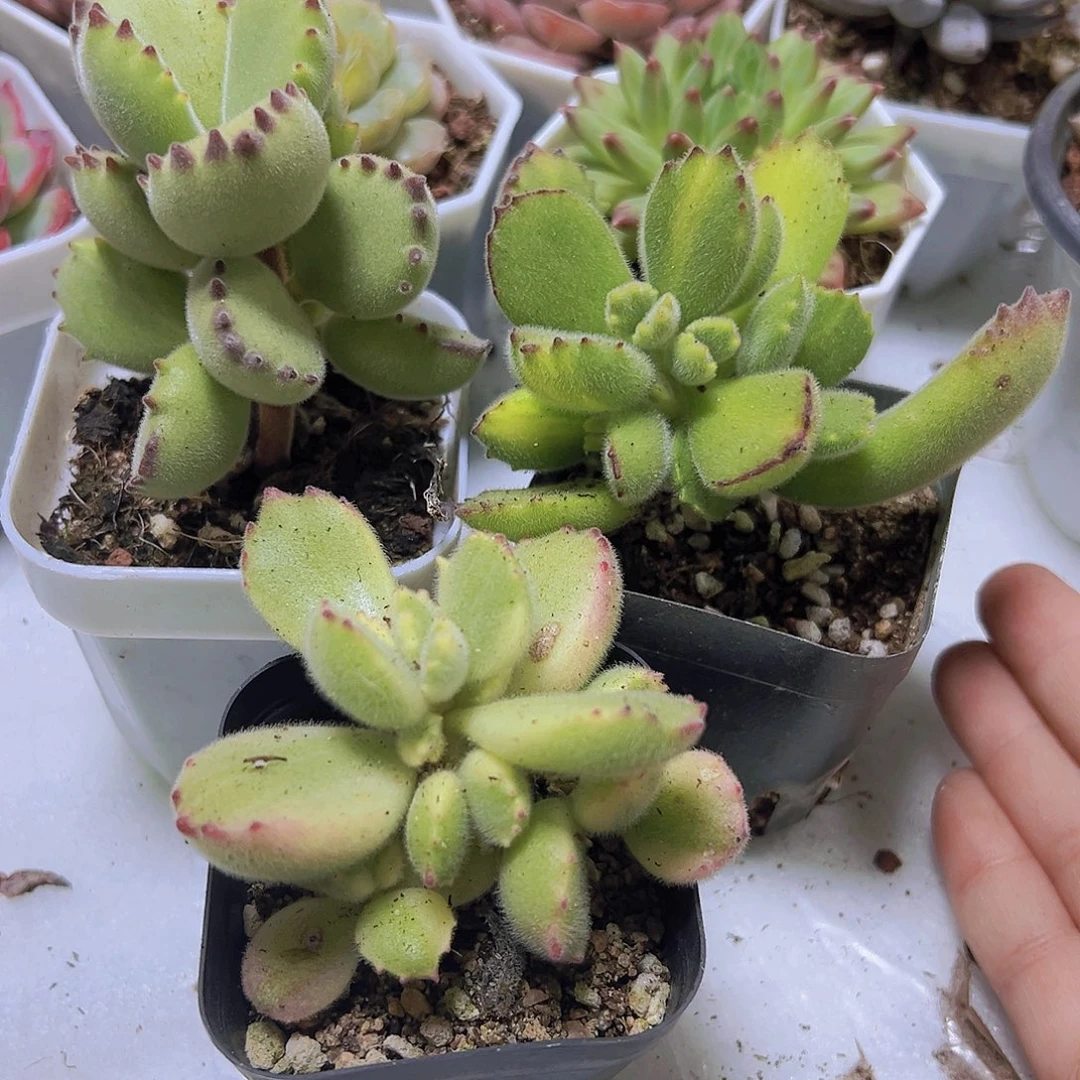 熊组合3个拓土发货19包邮