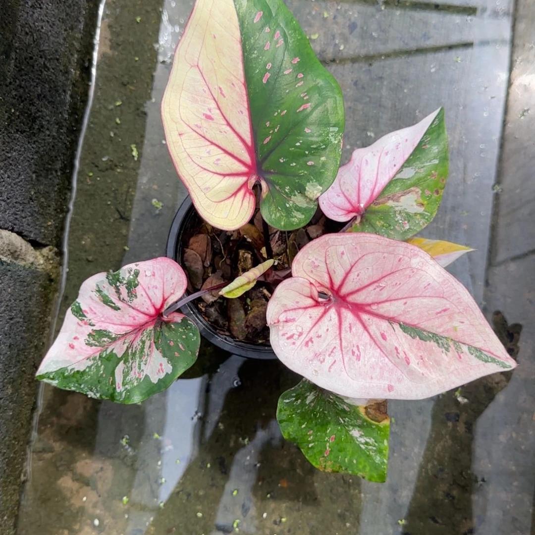 15-0917泰国发货彩叶芋