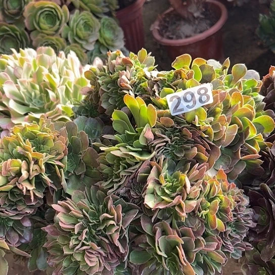 石***子多肉植物一个玫瑰有伤298