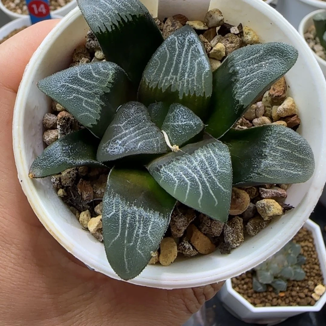 061号粗纹克一物一拍带盆土