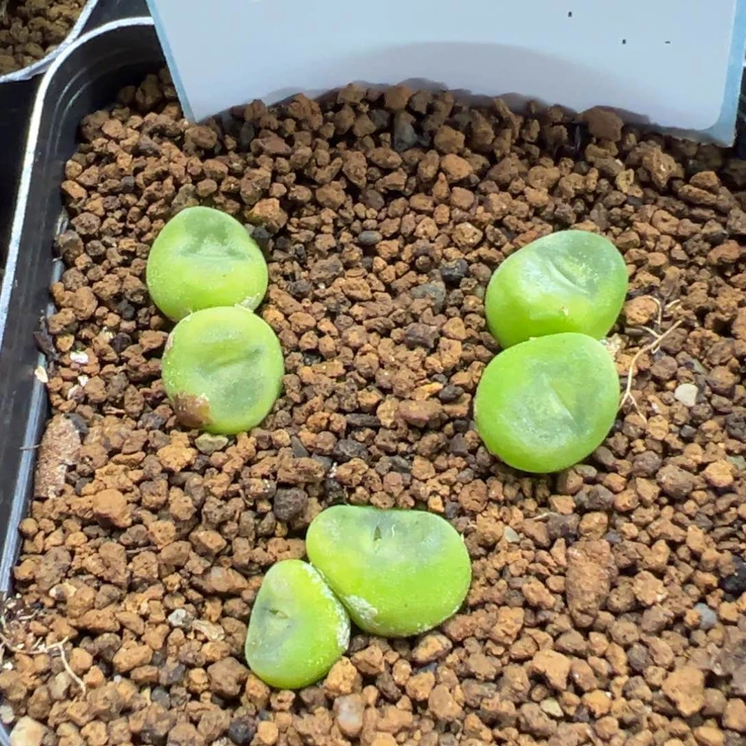 4-93肉锥多肉植物，