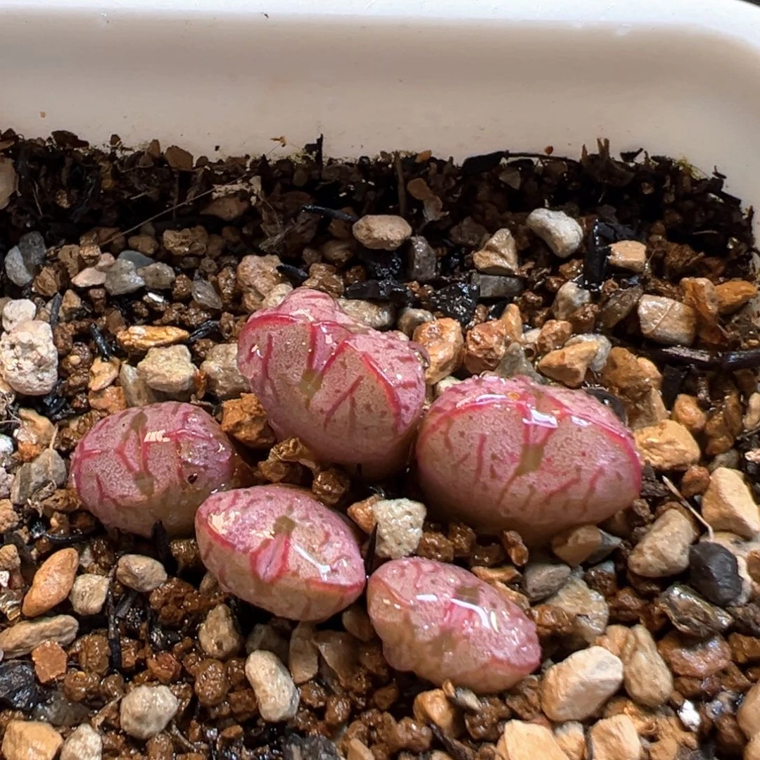 68多肉植物百科知识