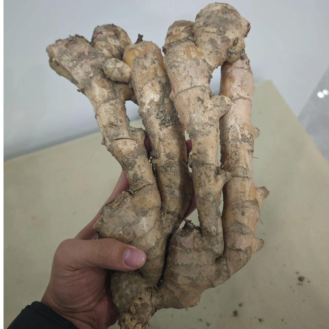 皖北颍上自家种植新鲜生姜现挖现发大块生姜产地直发