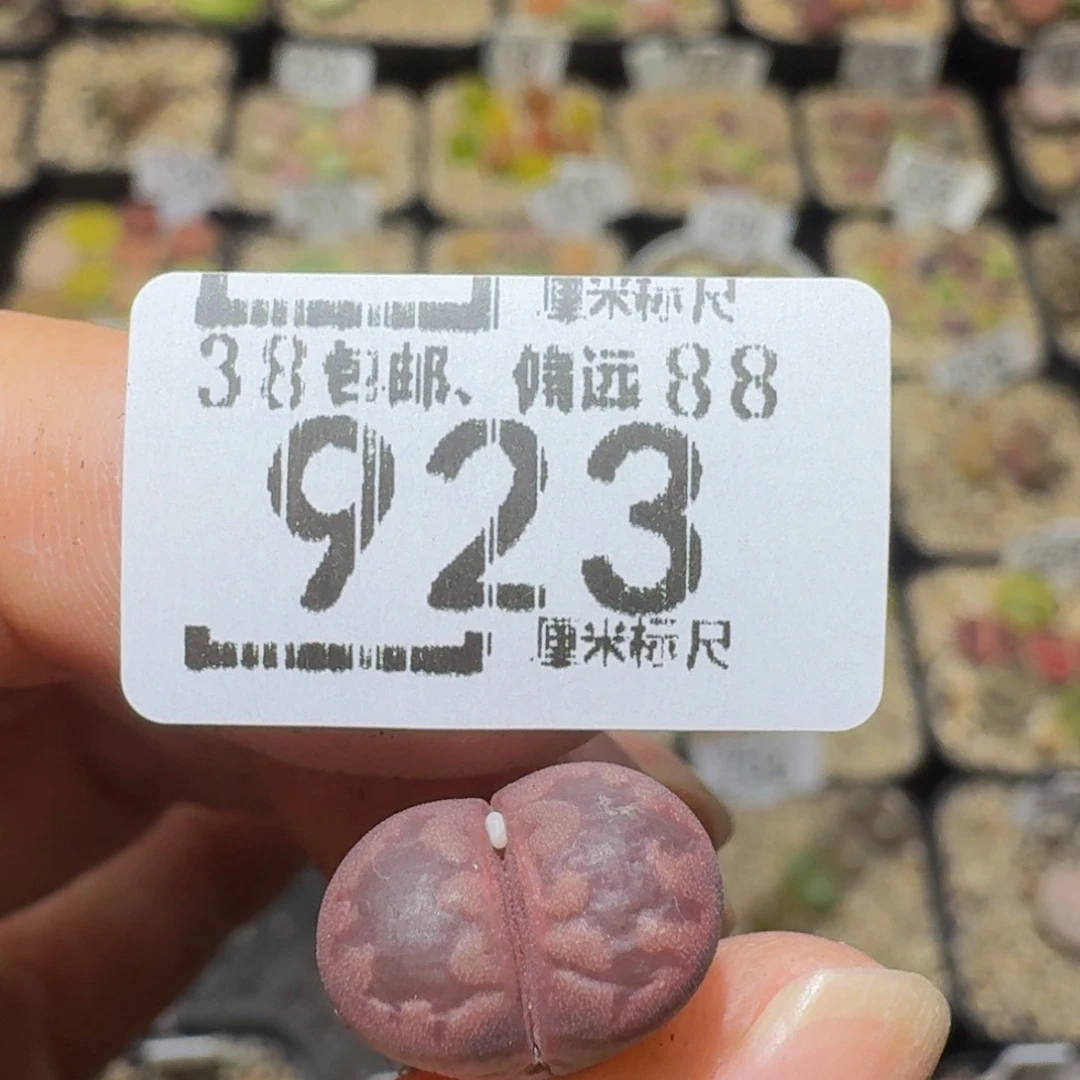 Y***aSsss精品生石花923