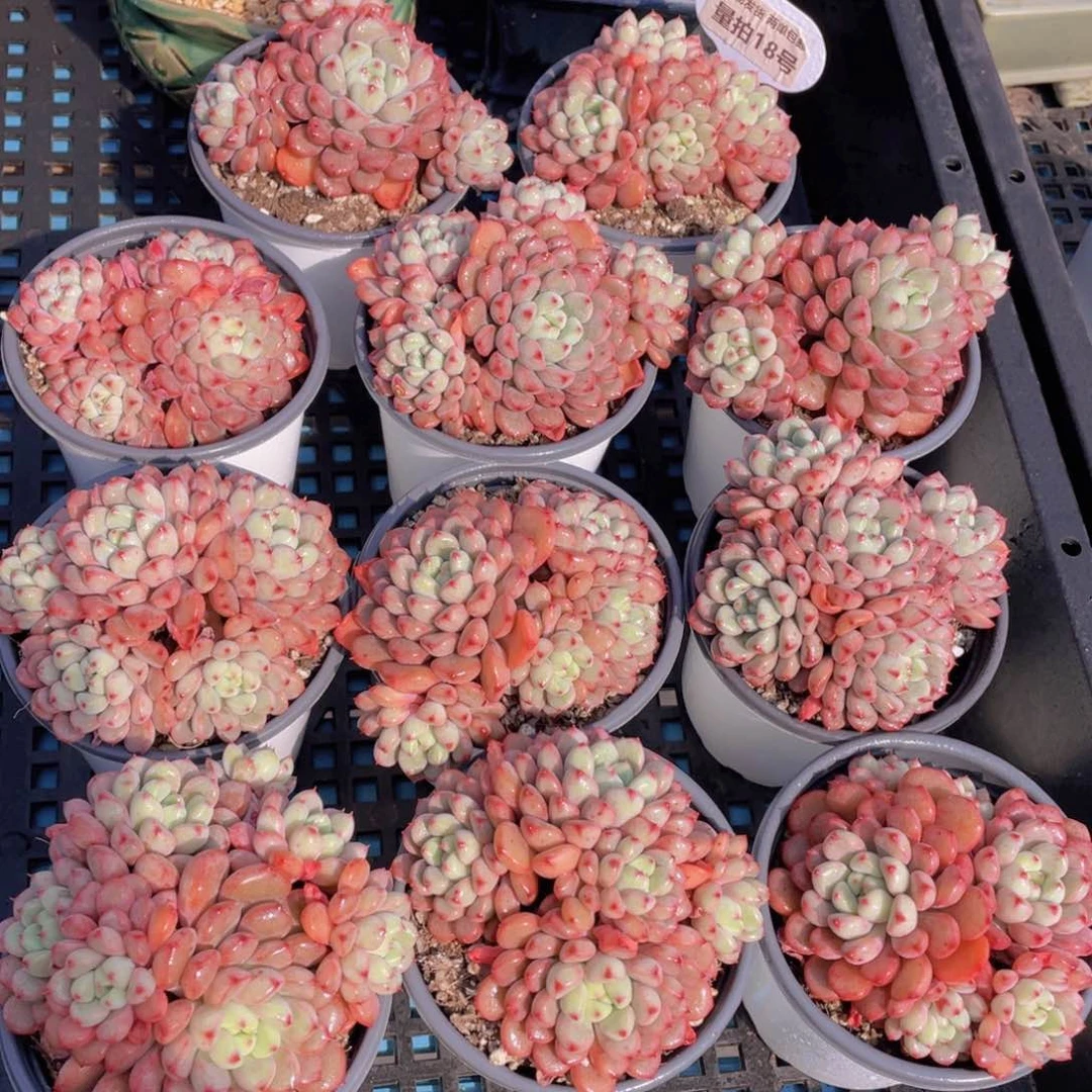 量拍18号雪桃母本大群生四头起一个