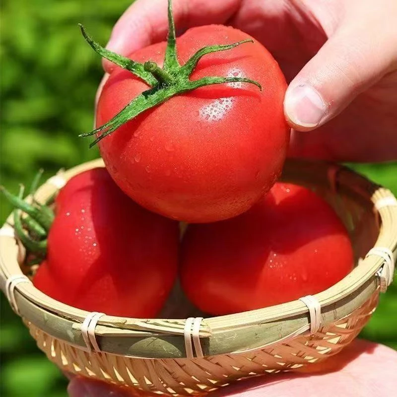 云南高山露天新鲜现摘自然熟沙瓤西红柿酸甜多汁可当水果吃