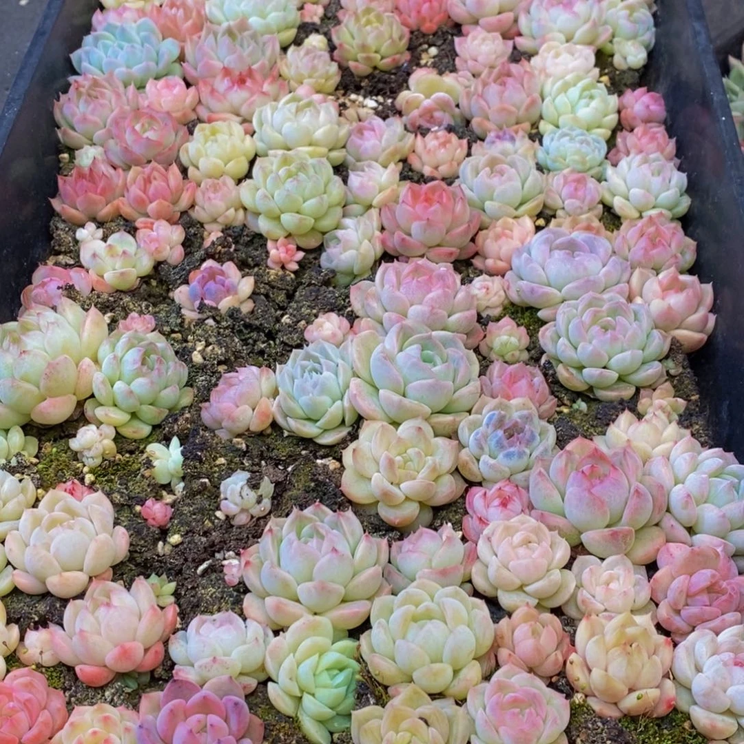 339多肉植物保护研究所所长助理研究员