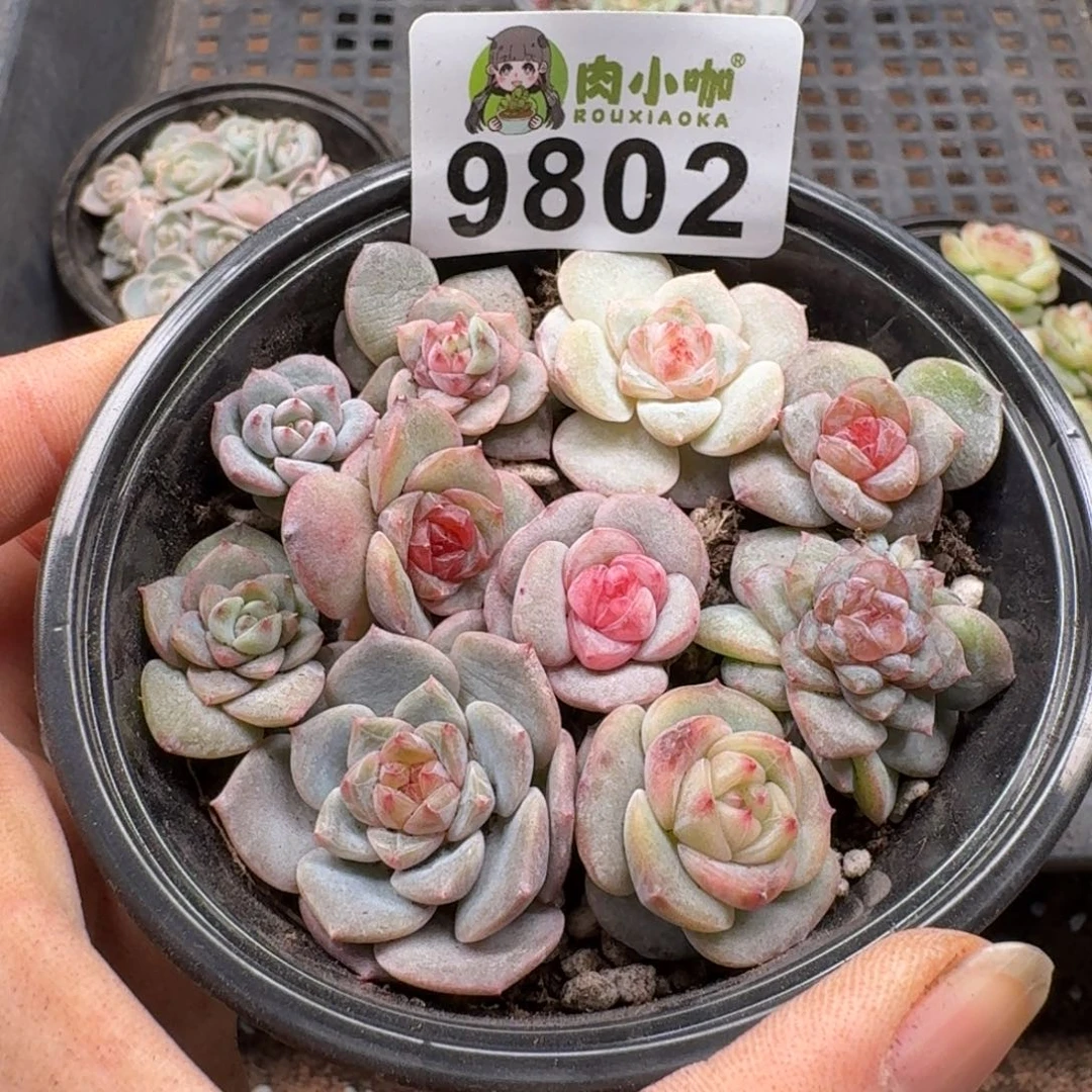 多肉植物多肉植物