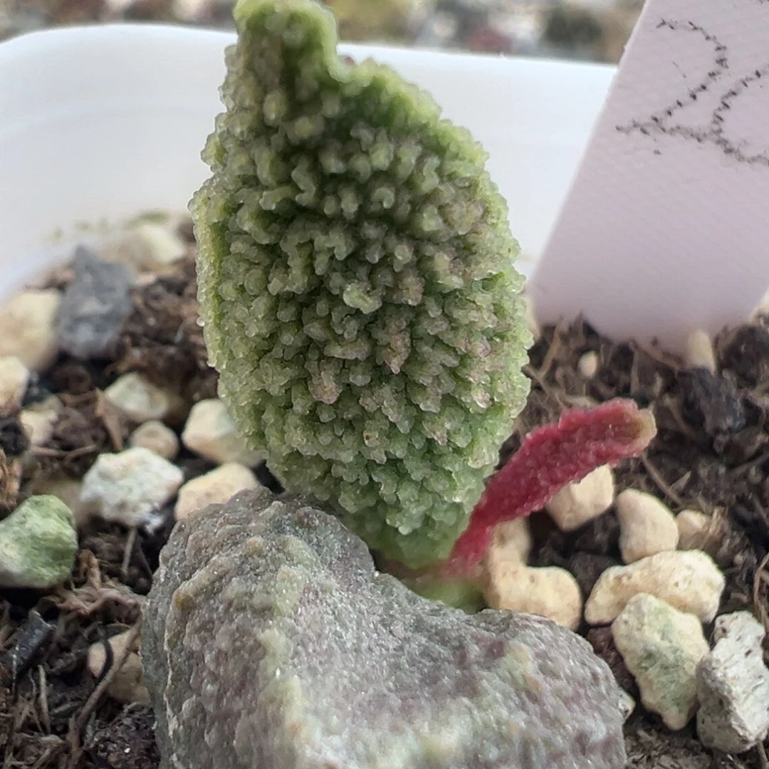 实生多肉植物新品种40