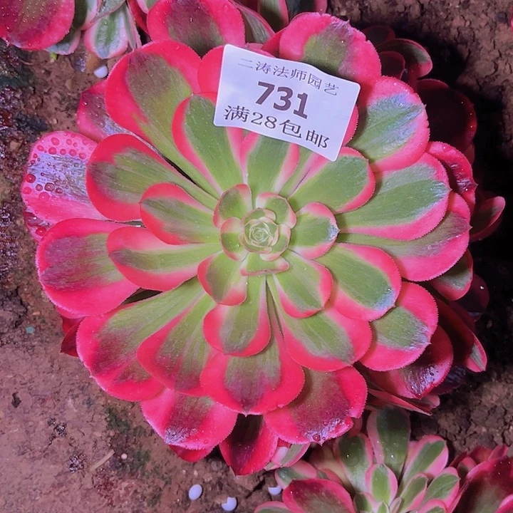 731红女郎多肉植物
