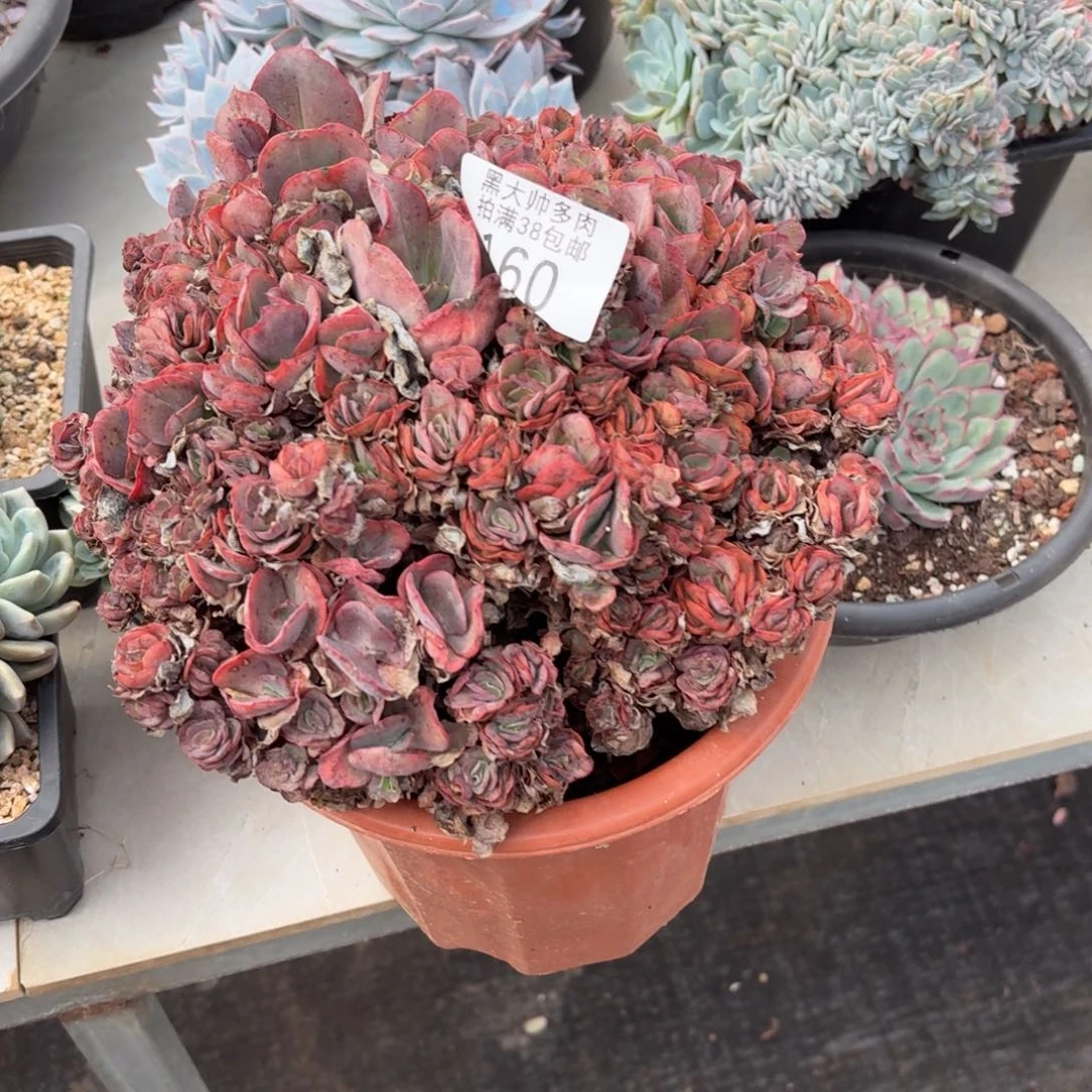 一***刘黑大帅多肉160秀妍