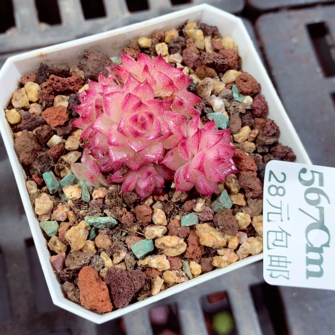 5厘米盆精控多肉567