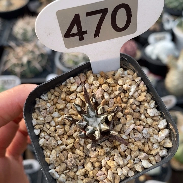 470号实生黑牡丹