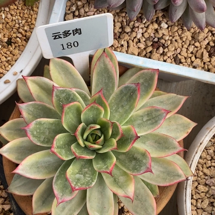 x180-直播福利 桃花锦