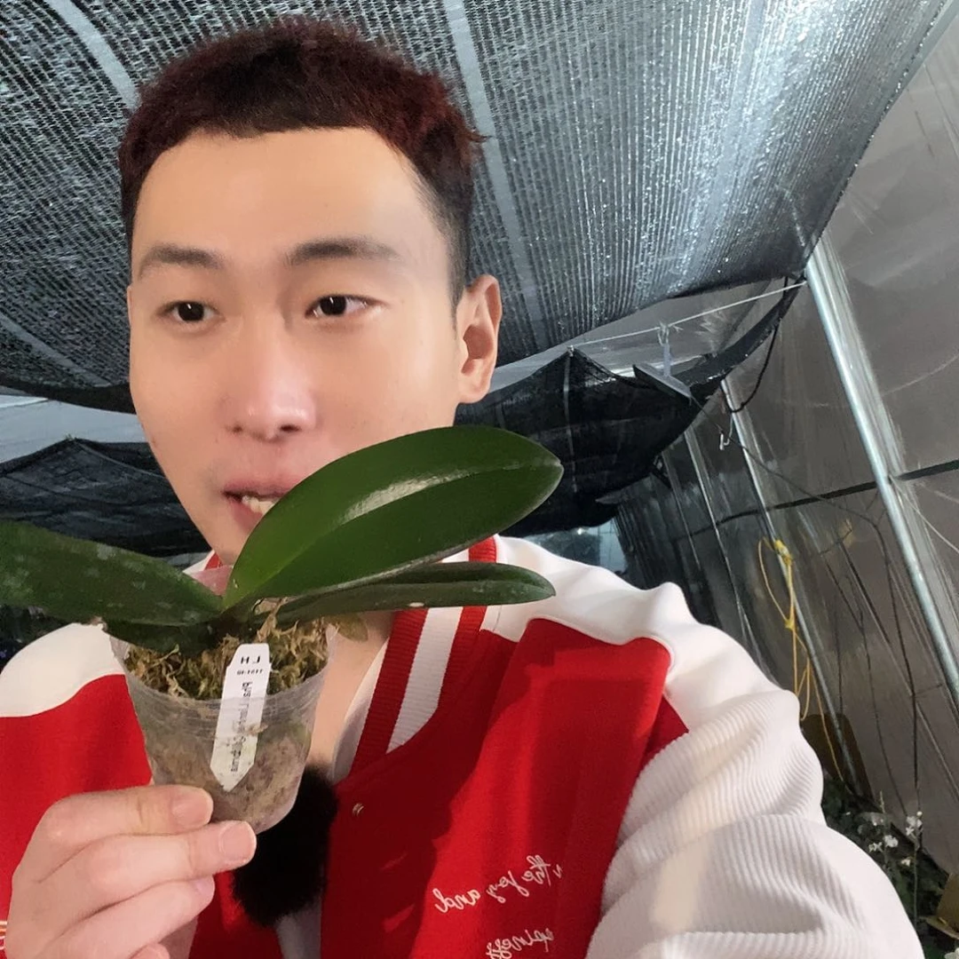 无花朵鸡尾酒蝴蝶兰