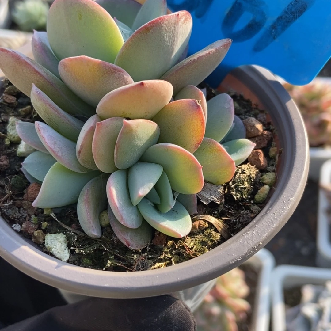 6161布鲁蓝多肉植物