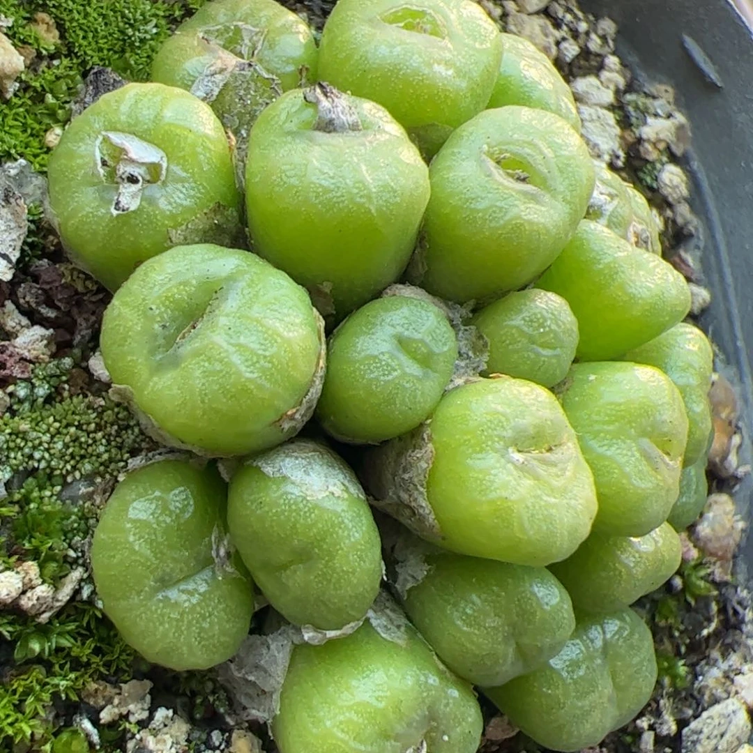 大家过年好22659