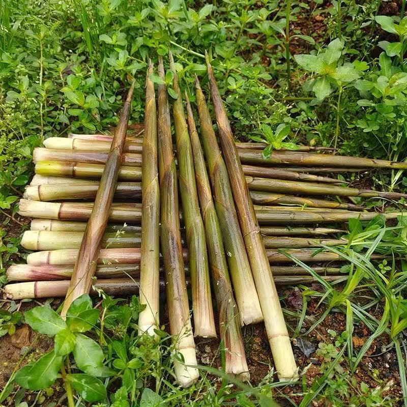 2025新鲜脆爽小竹笋绿色笋尖江西特产清水笋蔬菜袋装笋涮火锅笋片