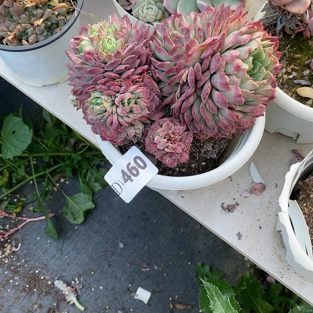 关*460朱砂痣多肉植物