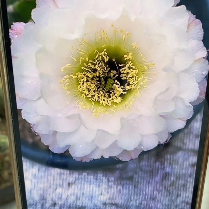 香香黑美人带根4.5公分左右木质化