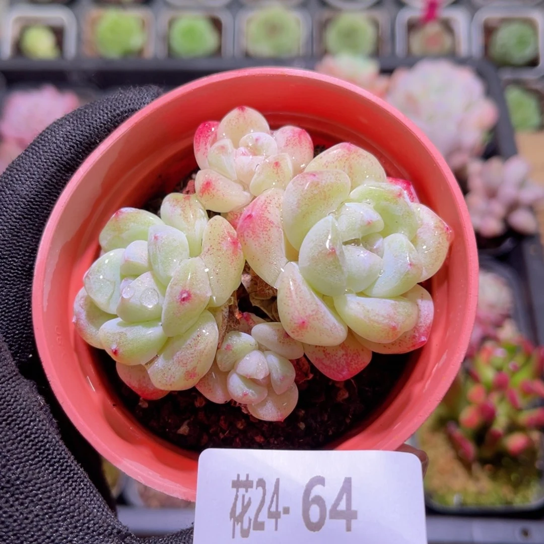 花24-64冰玉小群