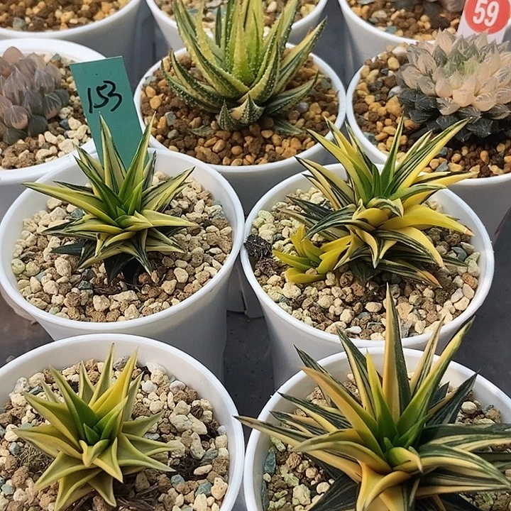 象牙塔锦金城锦15311111111111