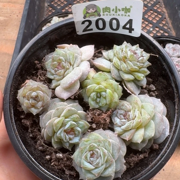 无花朵多肉植物多肉植物