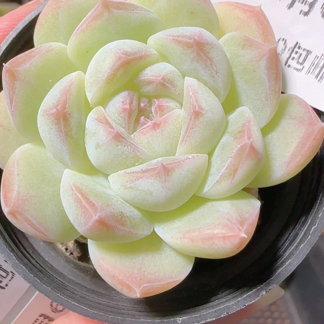 花语逸镜1106-136白桃