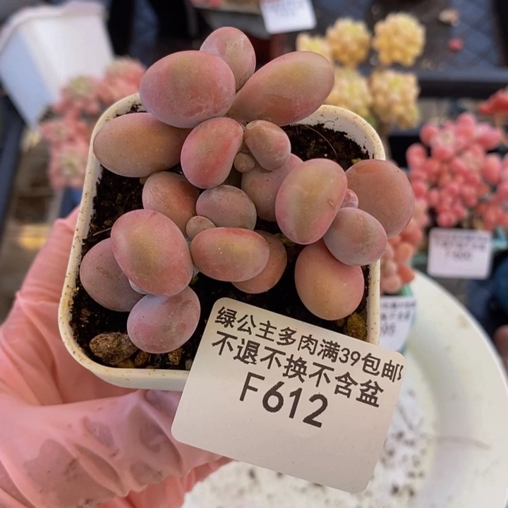 腰子桃蛋7cm612多肉植物