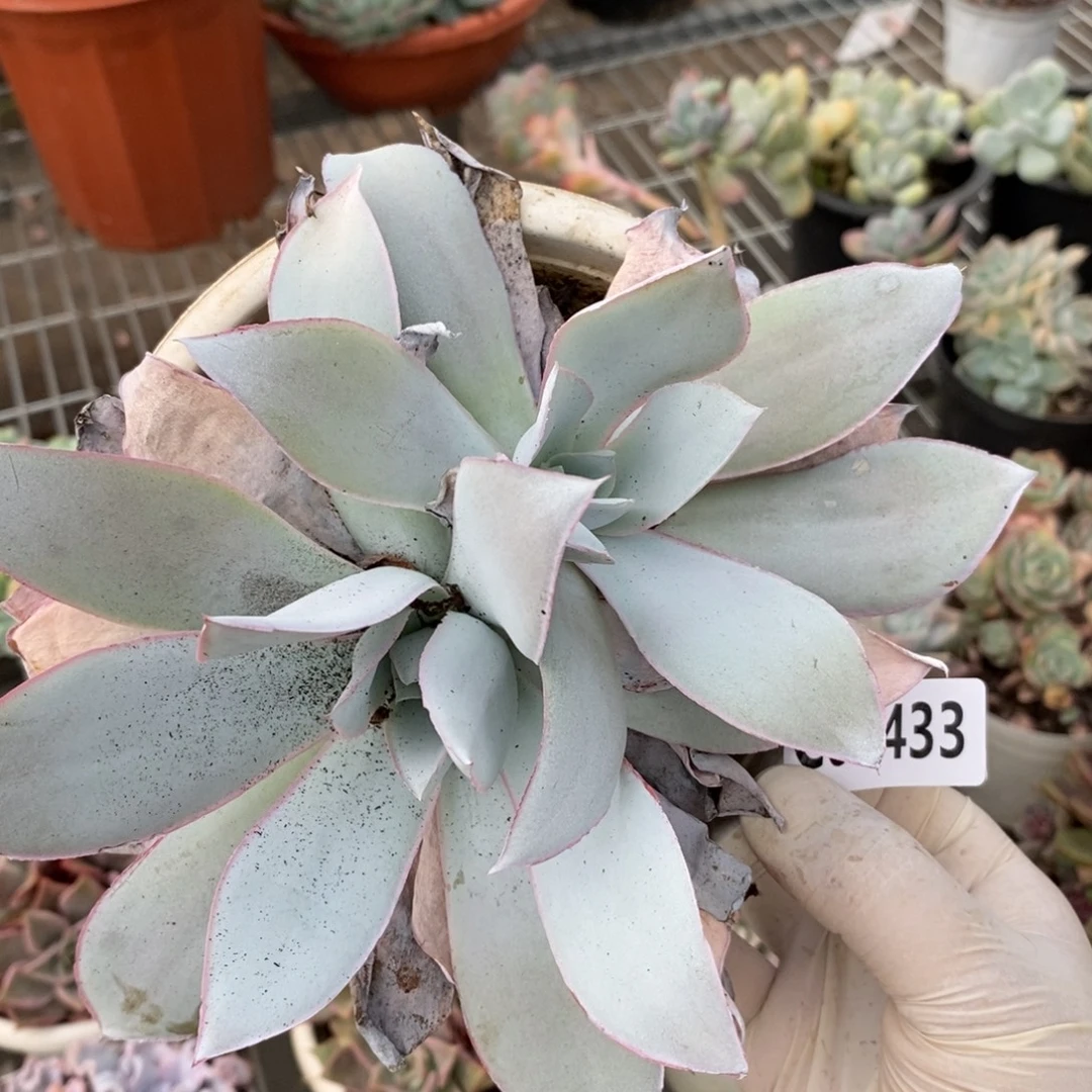 2433广寒宫一物一拍