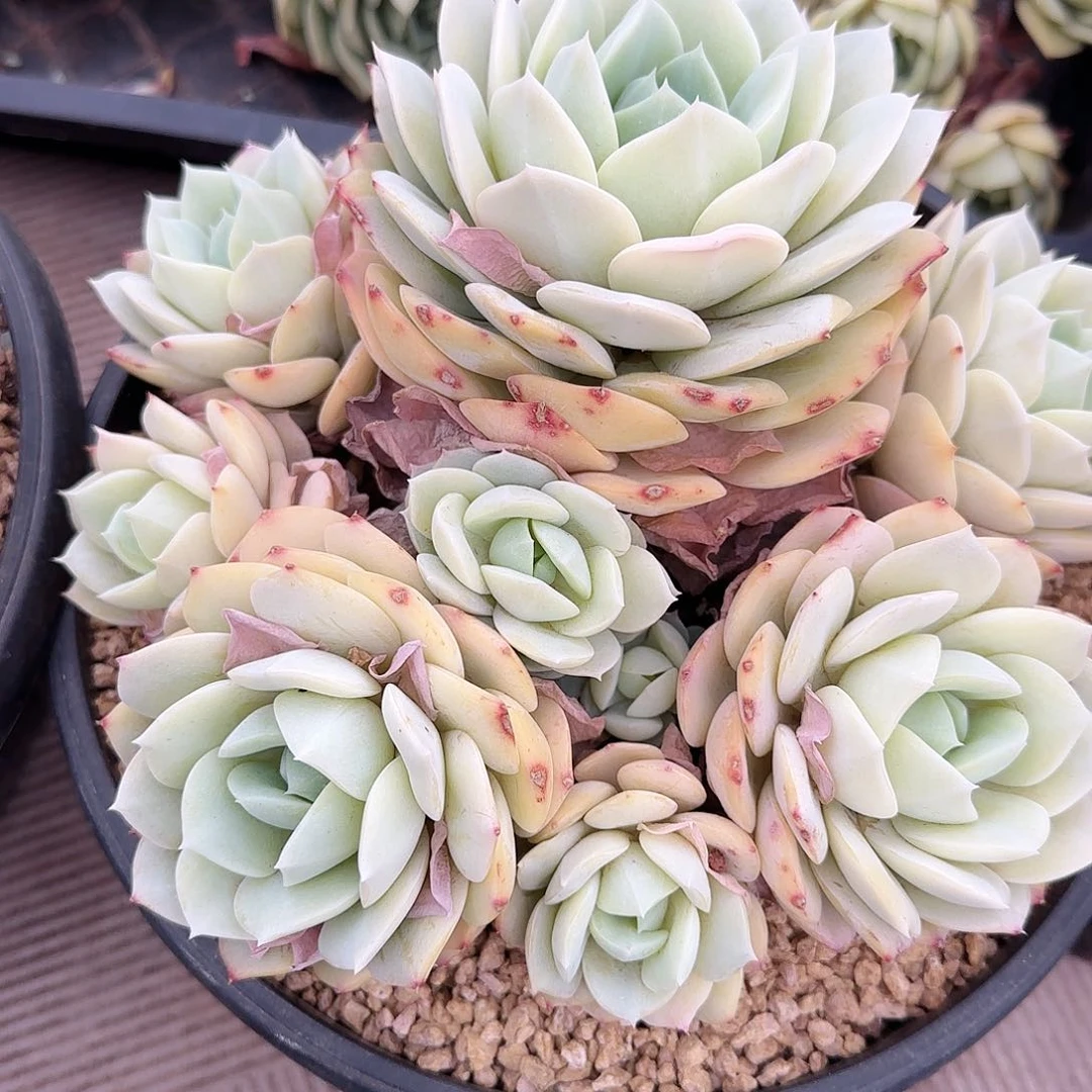 2698号恋曲39.9        肉