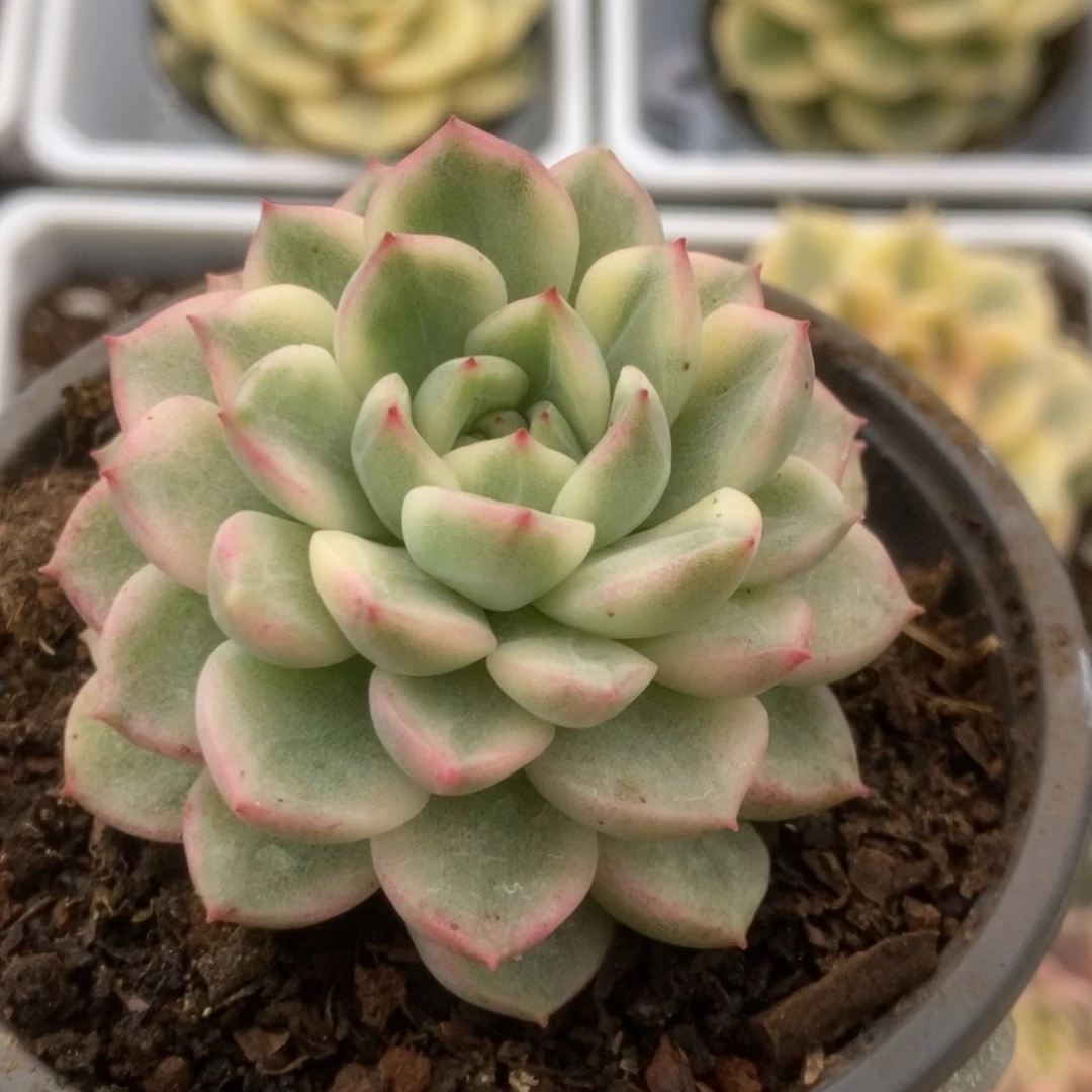 080麦秆杂锦头盖300