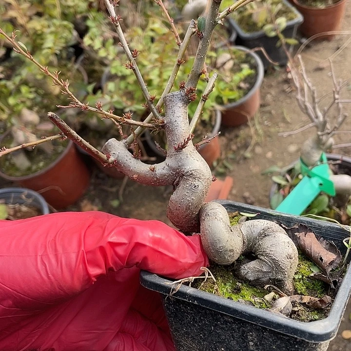 下***～无花朵25菊花菊花计划经济