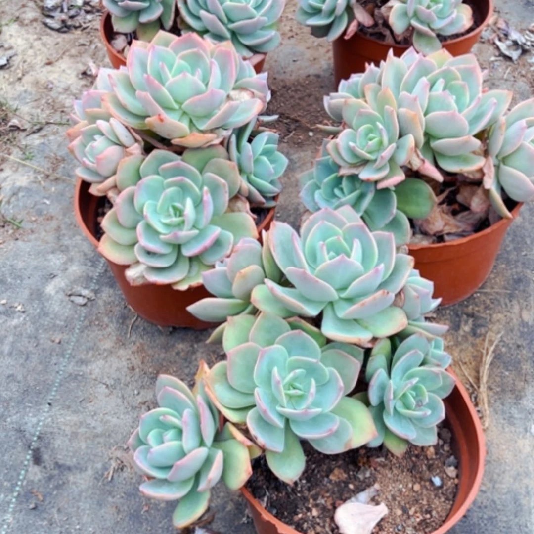 【闪购商品】雅****）白凤