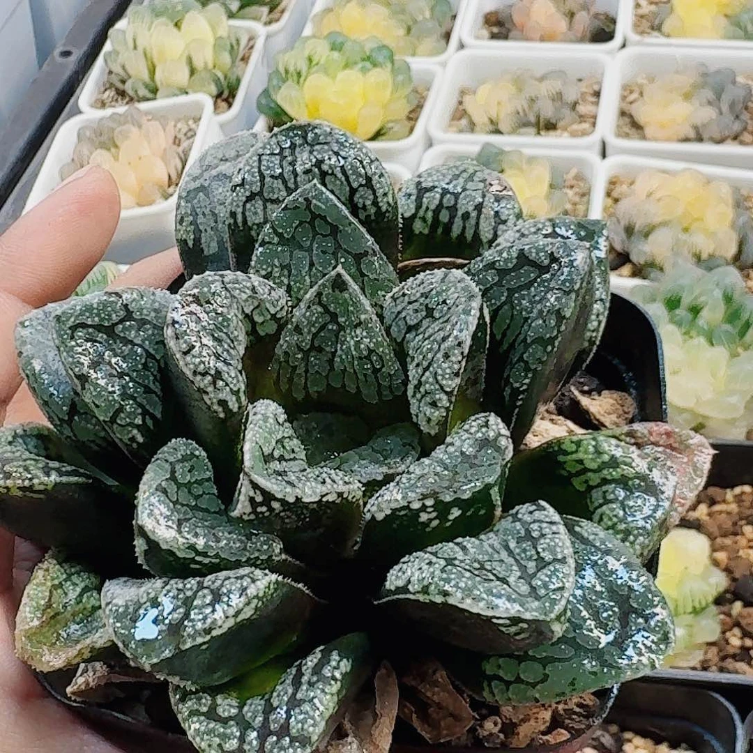 十二卷 魔多 母本 新粉福利