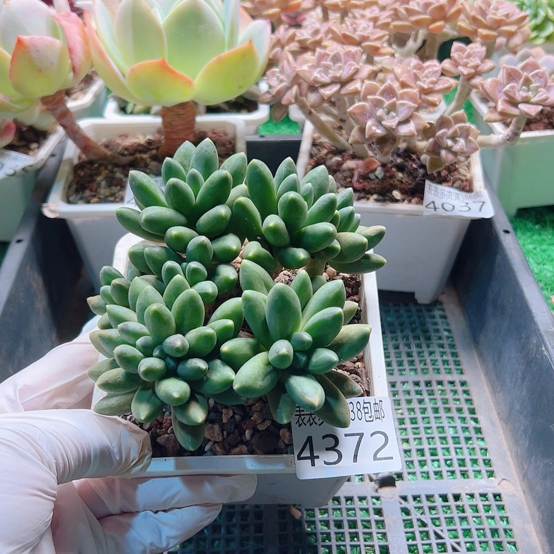 无花朵多肉一物一拍植物4372