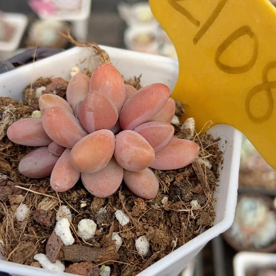 2108红手指多肉植物保护