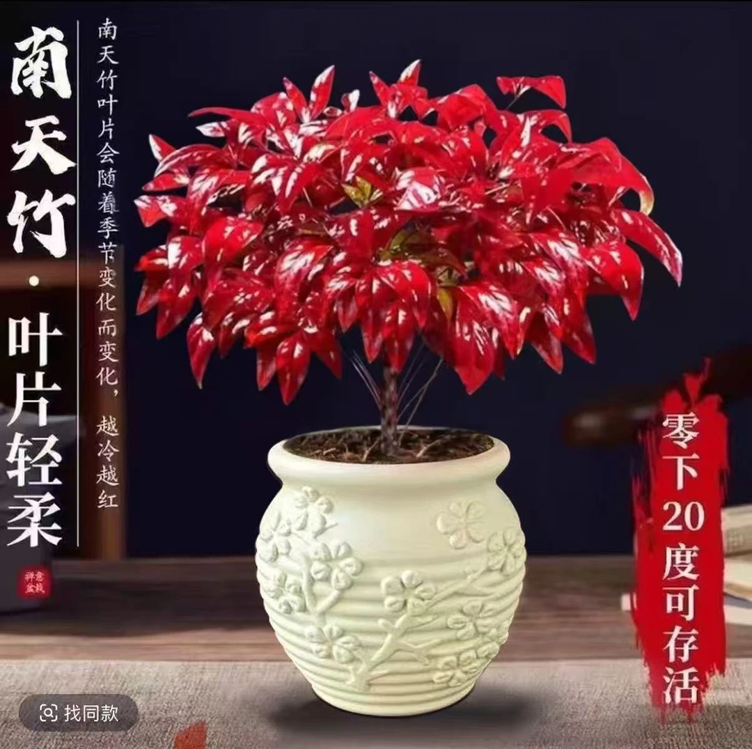 LW火焰南天竹盆栽冬季耐寒室内外摆放春绿冬红年宵绿植