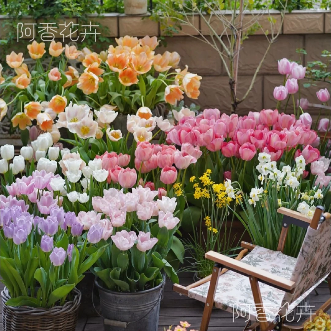 【郁金香种球自然球】耐寒郁金香种球郁金香种子水养土养盆地栽绿植