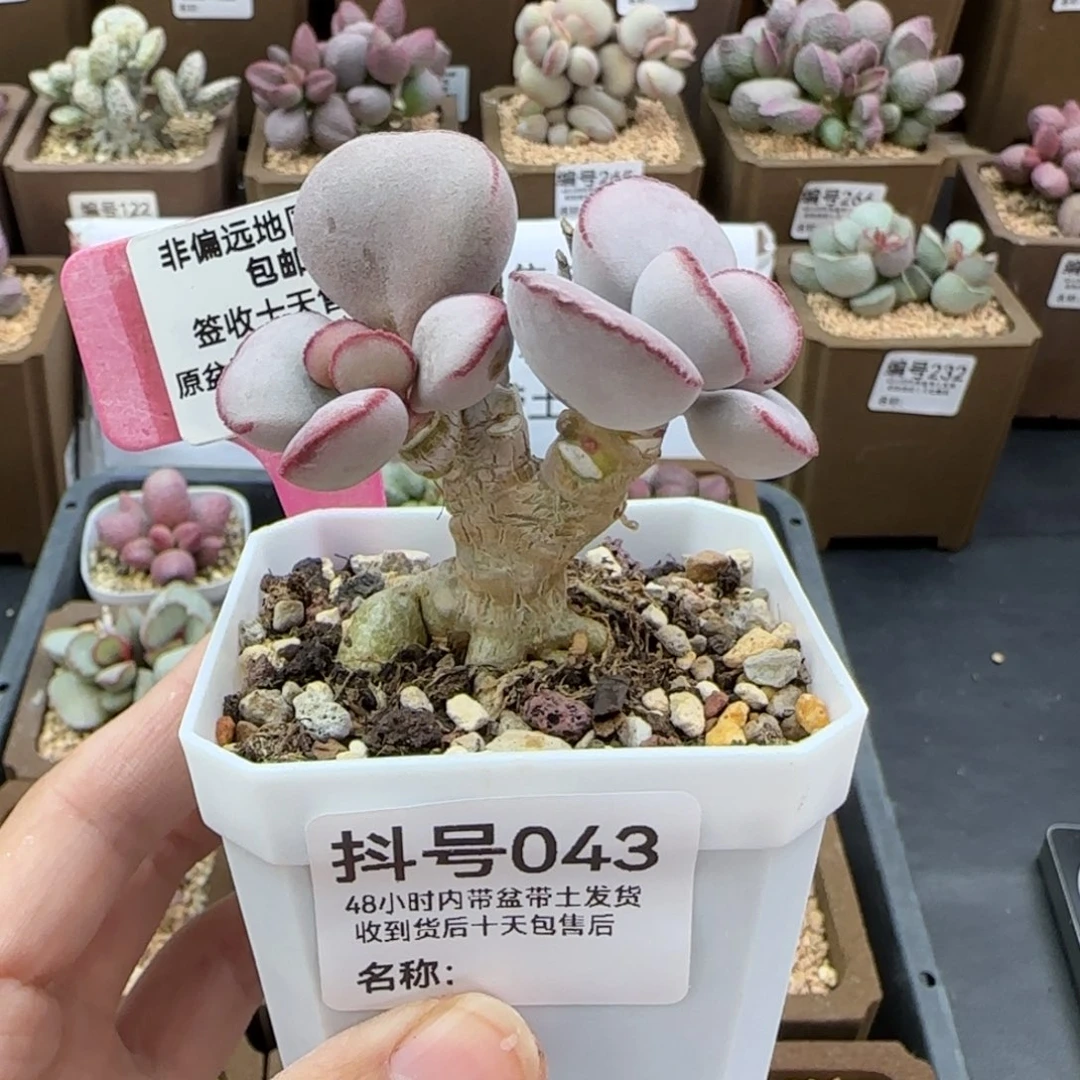 043白肌红蛋多肉