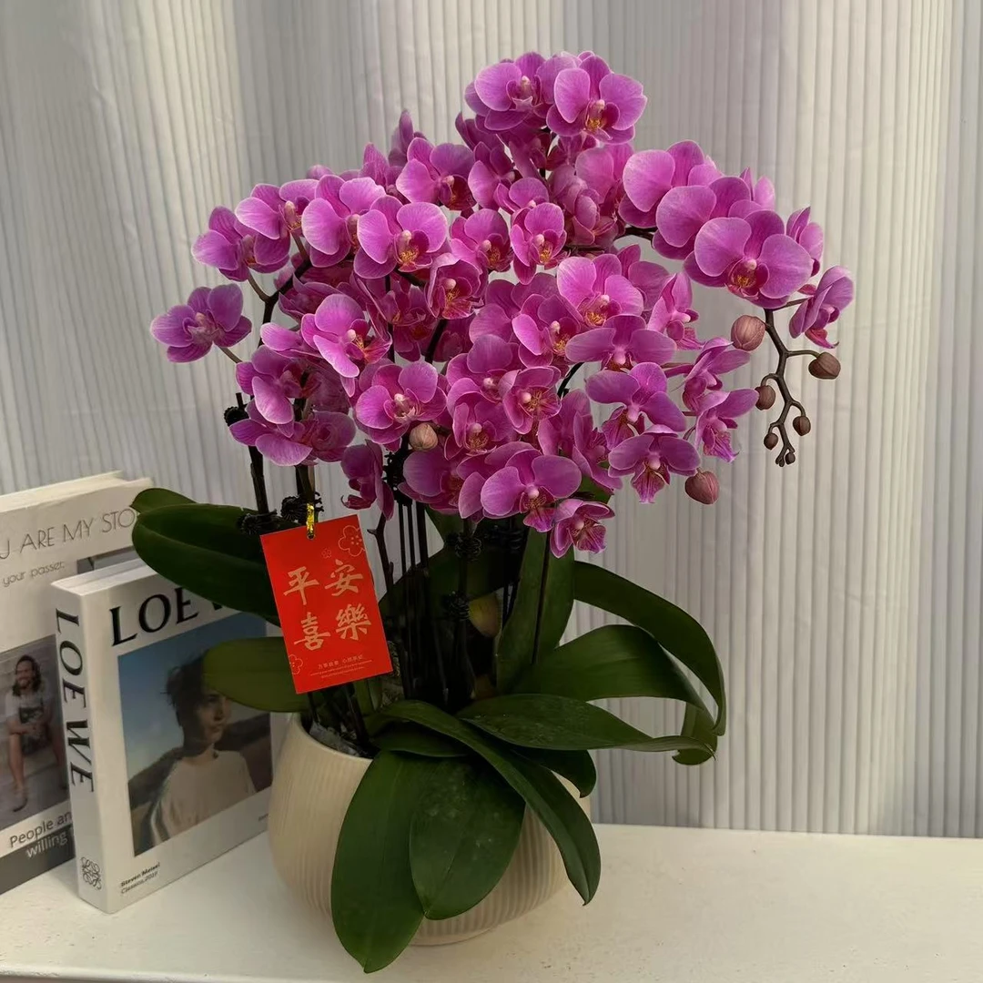 蝴蝶兰《紫霞仙子》年度爆款花艺术组盆美观花色娇艳耐养室内花5-6