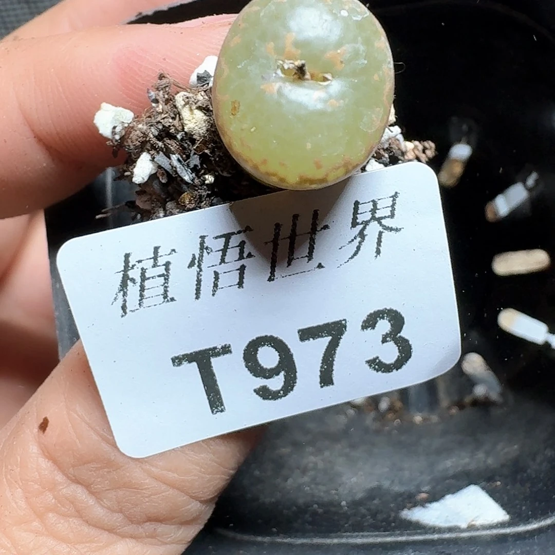 973盒多肉植物哇f f