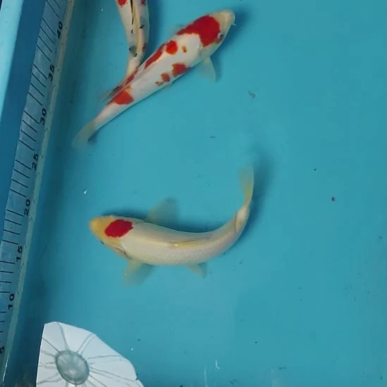 锦鲤盆拍三尾顺丰到付不包邮