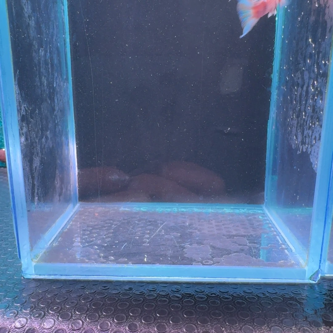 黑玛丽鱼611号玛丽2条