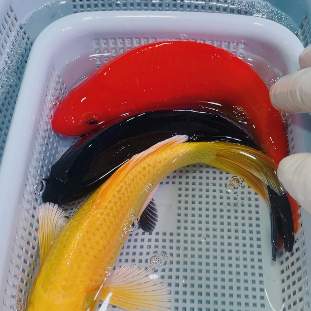 锦鲤锦鲤冷水鱼观赏