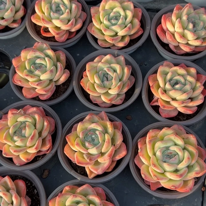 新疆包邮 单头泡芙