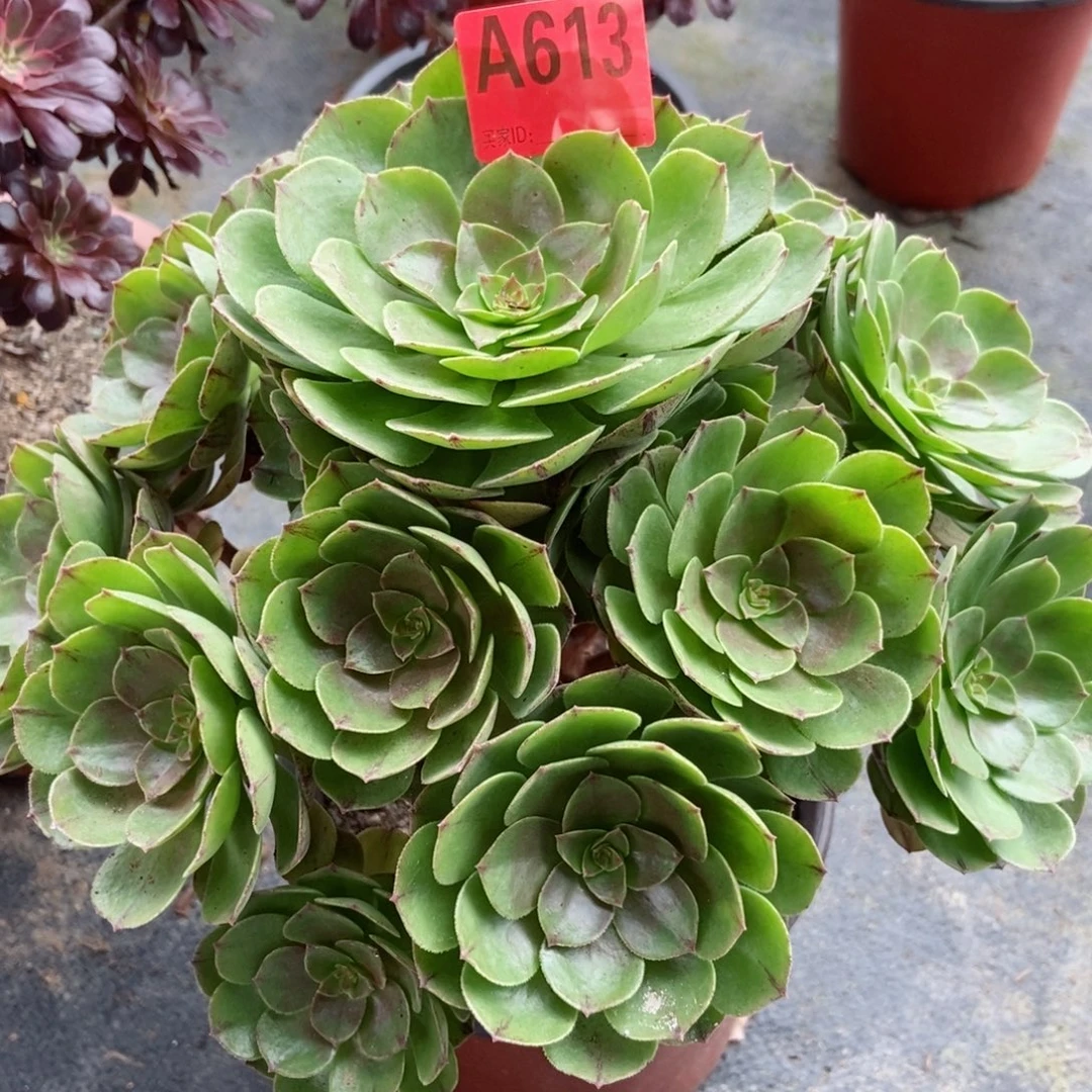 万拉丝613多肉111111
