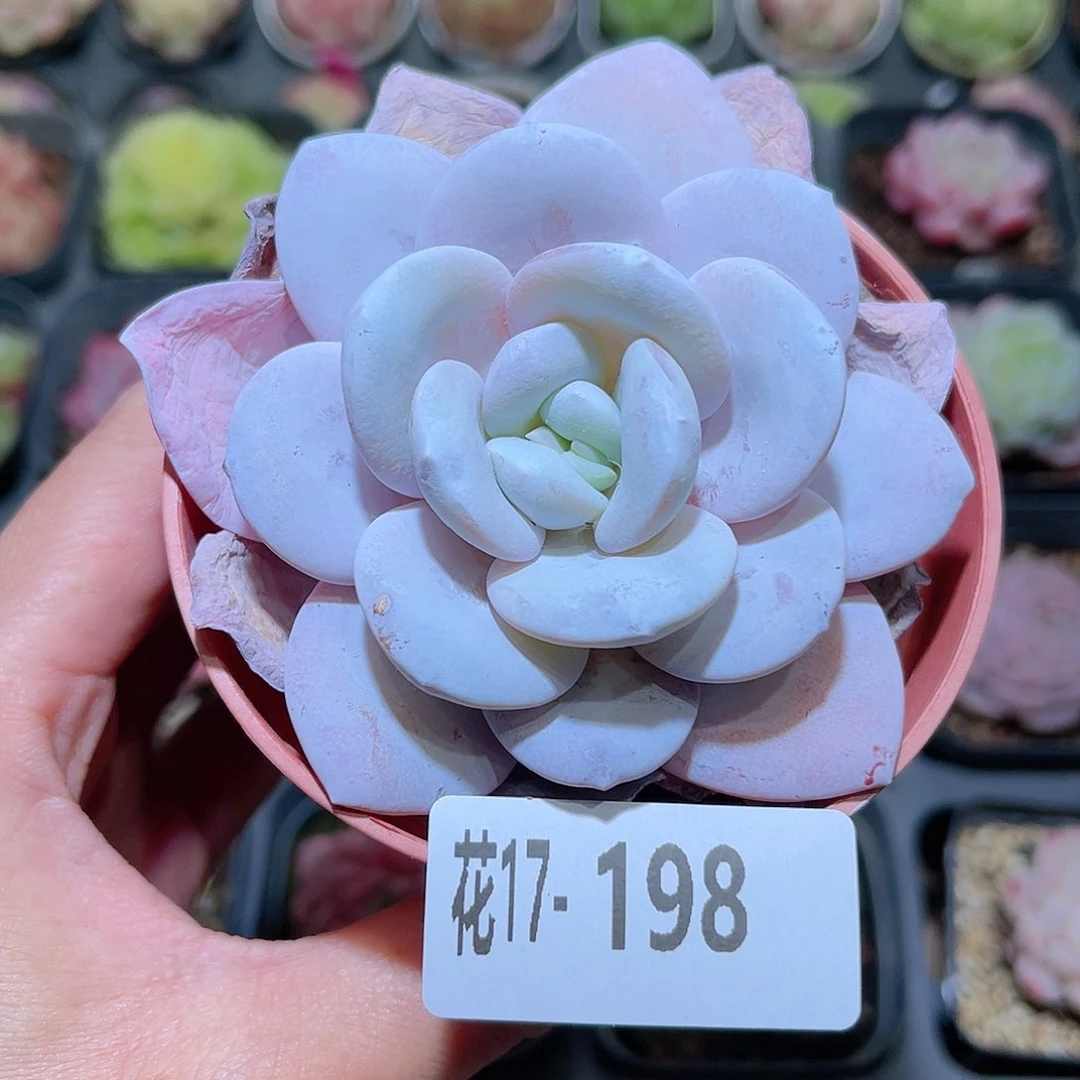 花利美17-198粉雪莲