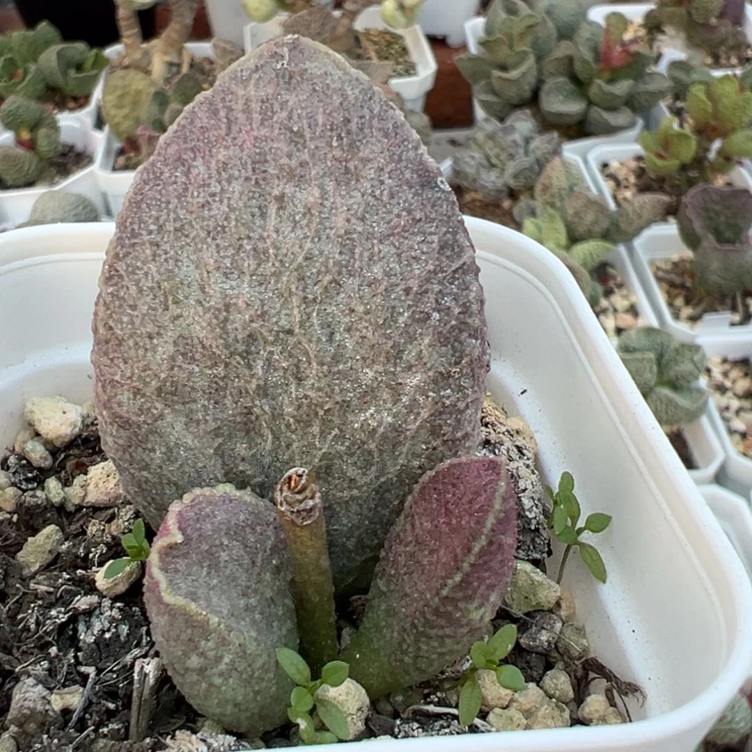 哈莫猪肝大苗多肉植物